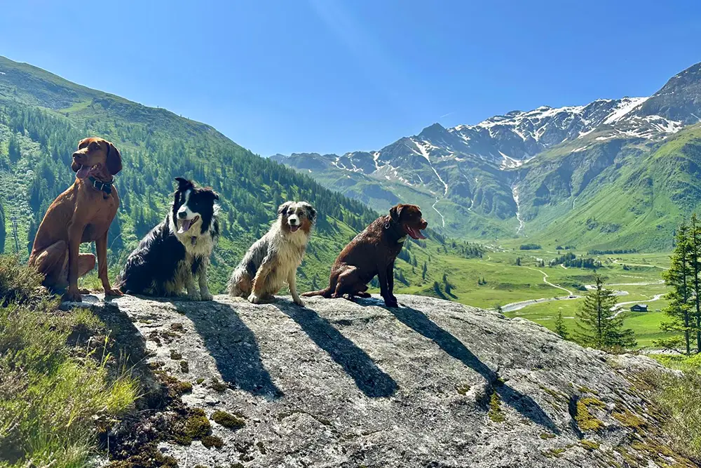 Hundetraining mit PfundHund
